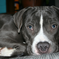 Photo de profil de django