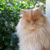 Photo de Pooky, Persan