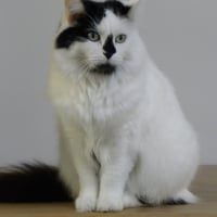 Photo de profil de POMPONETTE