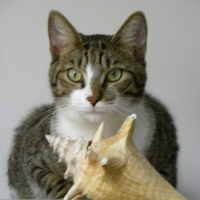 Photo de profil de IGLOO