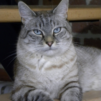 Photo de profil de NOUGAT