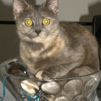 Photo de profil de GAIA