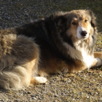 Photo de profil de dora