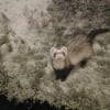 Photo de faustyne, Furet