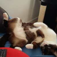 Photo de profil de Idefix