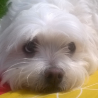 Photo de profil de flavy