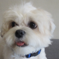 Photo de profil de Dexter