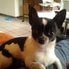 Photo de Harley 
