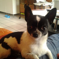 Photo de profil de Harley 