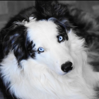 Photo de profil de Ghost Sweet Ghost