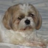 Photo de Vénus