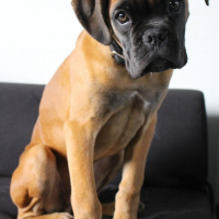 Photo de profil de Django