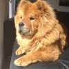 Photo de Kara, Chow Chow