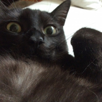 Photo de profil de Flocon