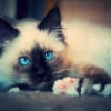 Photo de Hyvi, Sacré de Birmanie