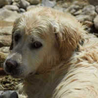 Photo de profil de Voltaire