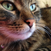 Photo de Tigrou