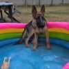 Photo de panzer