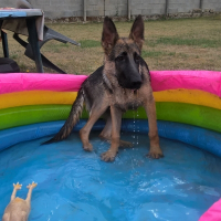 Photo de profil de panzer