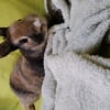 Photo de Praline 