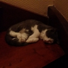 Photo de Loki