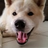 Photo de Jango