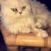 Photo de Ivane, Persan
