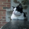 Photo de Bandit