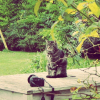 Photo de Morgan