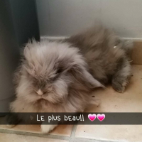 Photo de profil de pompon