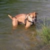 Photo de Paco, Bouledogue Américain