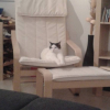 Photo de Chopper