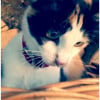 Photo de Scelta