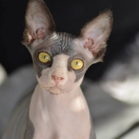 Photo de profil de Jude