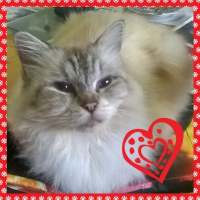 Photo de profil de AbbyGaêl