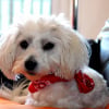 Photo de jemie, Coton de Tuléar