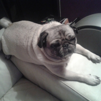 Photo de profil de lizie