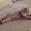 Photo de Louna