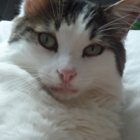 Photo de profil de jaguar