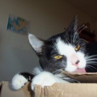 Photo de profil de Pinceau