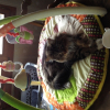 Photo de Gizmo, Maine Coon