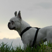 Photo de profil de Deacon