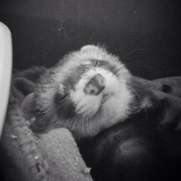 Photo de profil de Bout'chou