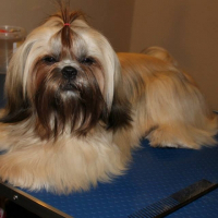 Photo de profil de Nadjet