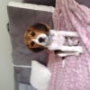 Photo de Lexy, Beagle