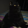 Photo de Jasper, Exotic