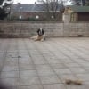 Photo de Baloo