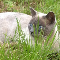 Photo de profil de Chapinou 