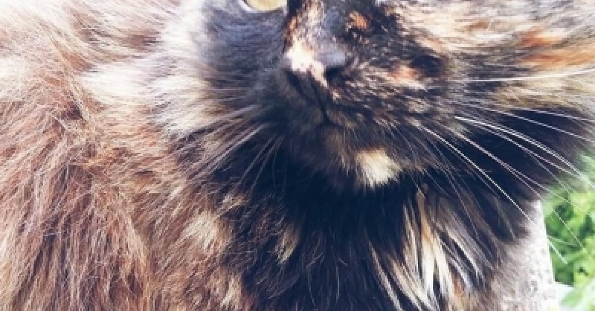 Profil de Rita - Woopets