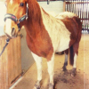 Photo de indiana 